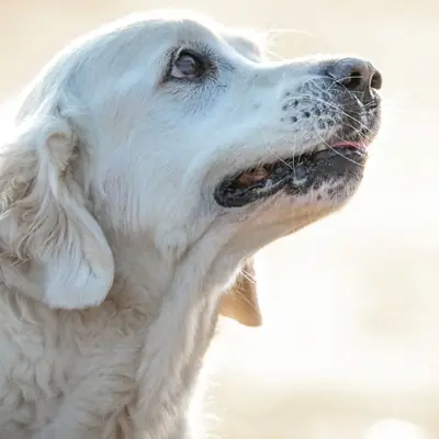 Cães Potencialmente Perigosos na Baviera: Lista e Regras (2026)