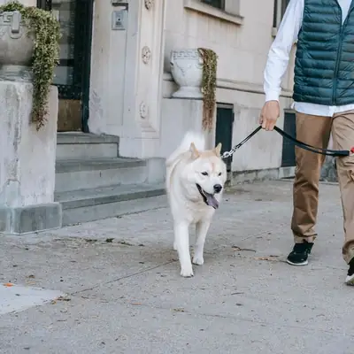 Cães Perigosos no Sarre — Regras e Imposto (2026)