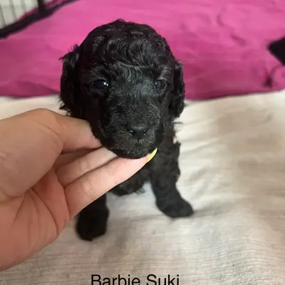 Barbie Suki