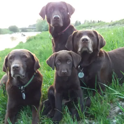 Hundezucht Labrador vom Teufelsgraben (Arbeitslinie) cover