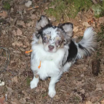 Of The Pearl Family – Chihuahua Züchter, Oberösterreich