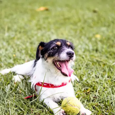 Cosa si intende per razza canina? La guida
