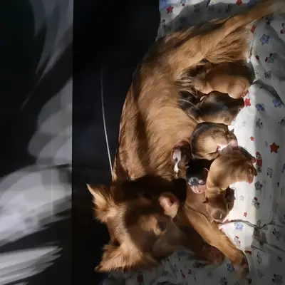 Chihuahuas von den Yunalanden  cover