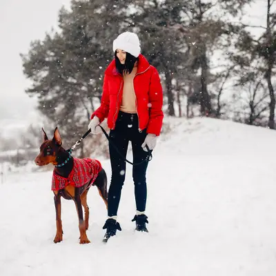 Les chiens en hiver : comment protéger votre compagnon à quatre pattes du froid