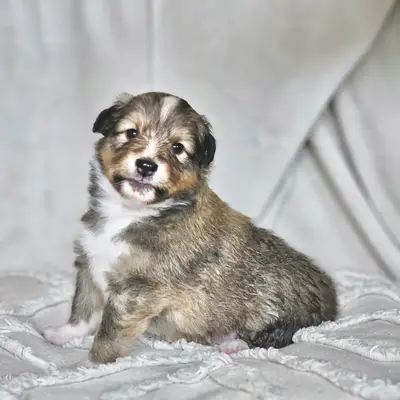 Milo