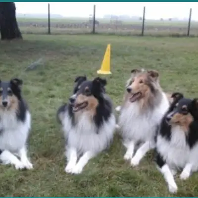 Collies from Brokeback Mountain  cover