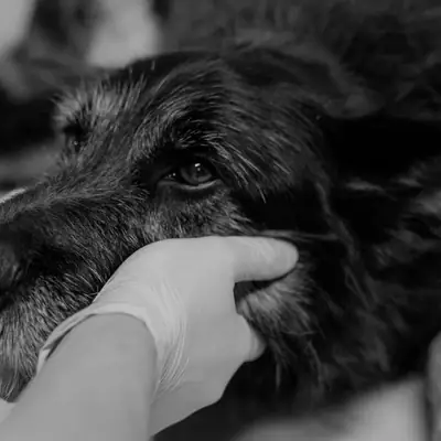 Cost to Neuter a Dog: GOT Fees & Guide