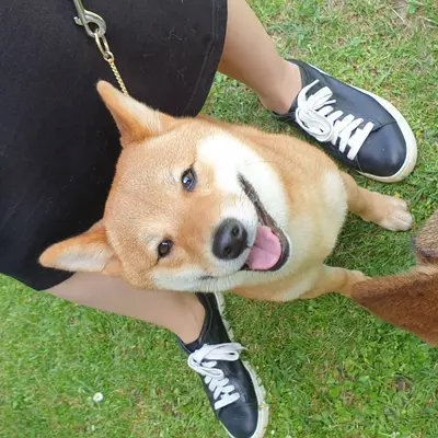 LENA OD MURE – Shiba Inu Züchter, Gespanschaft Međimurje
