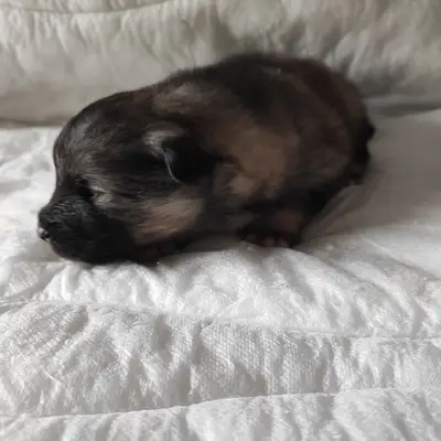 Juno