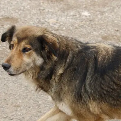 Dog Leash Laws in Bavaria: Rules & Fines