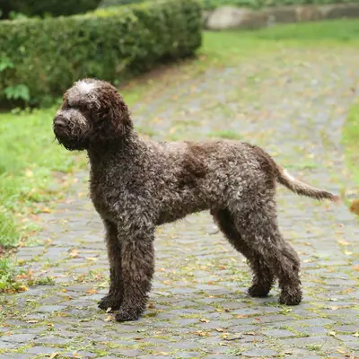 Lagotto von Villa Eiche cover