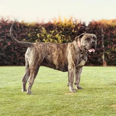 Wolfsberg Boerboels  – Boerboel Züchter, Niedersachsen