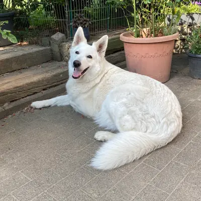 Weißer Schweizer Schäferhund Zucht cover
