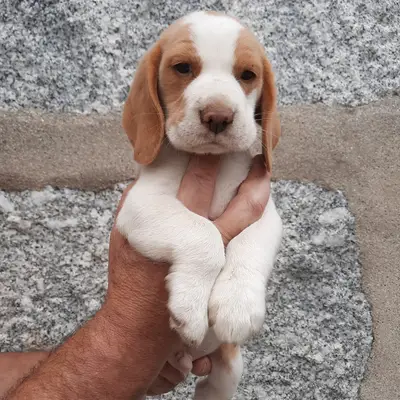 Toby