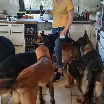 Schäferhunde vom Haus Nesgen cover