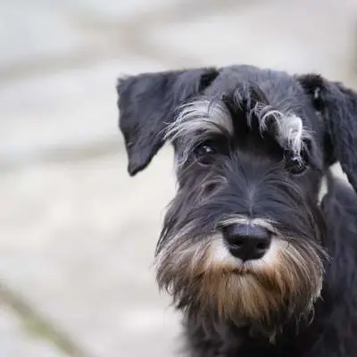 Zwergschnauzer vom Römersberger Hof, Niedersachsen
