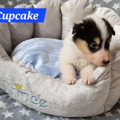 Cupcake, rüde, weiss tricolor 