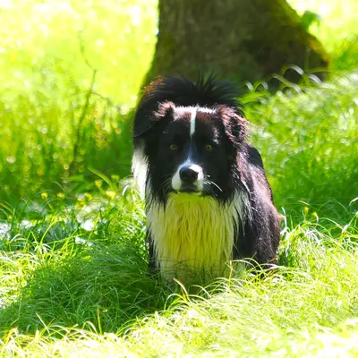Robert Muttenhammer – Australian Shepherd Züchter, Bavaria