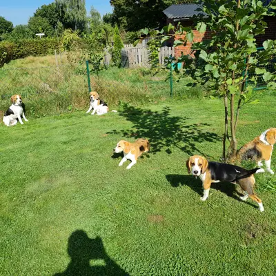 Allevatori Beagle: come riconoscere quelli seri [2026]