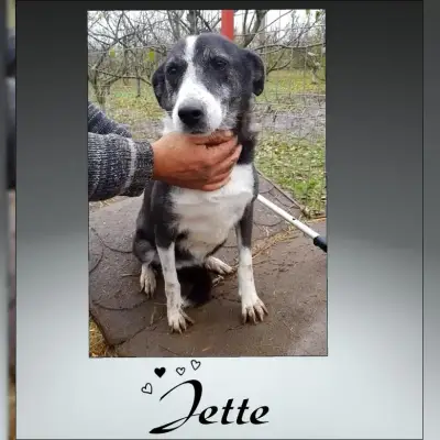Jette