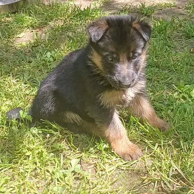 Ludwig