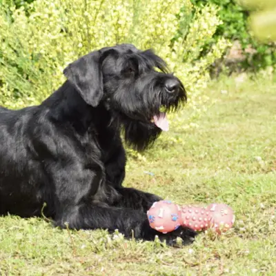 Riesernschnauzer von Ellys-meute, Sachsen-Anhalt