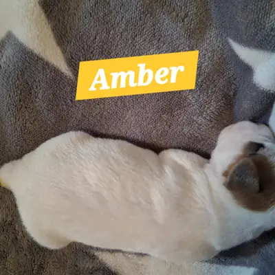 Amber