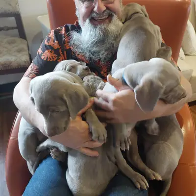 Weimaraner aus der Holzgasse, Niederösterreich