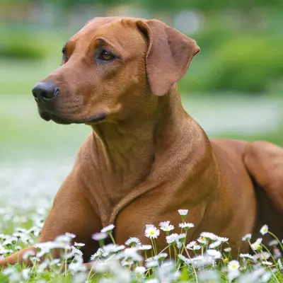 罗得西亚背脊犬选购指南：价格、犬舍与注意事项 [2026]