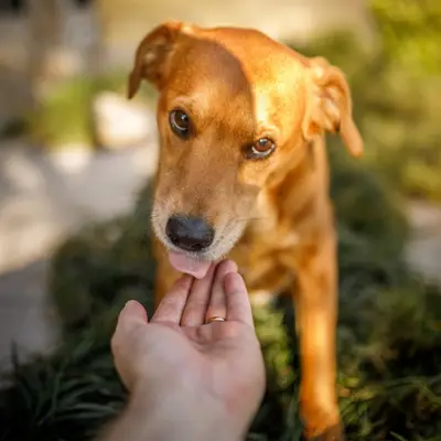 Pourquoi mon chien me lèche ?