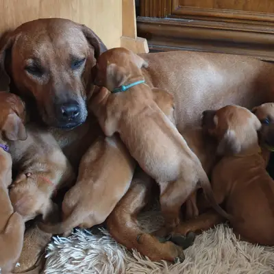 Výchova rhodéského ridgebacka: Tipy pro začátečníky i pokročilé