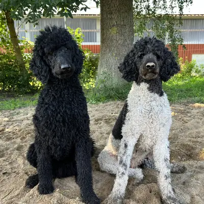 Großpudel (Königspudel) Charakter & Wesen: Passt die Rasse zu dir?