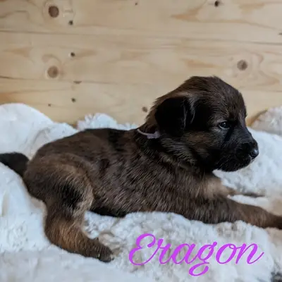 Eragon