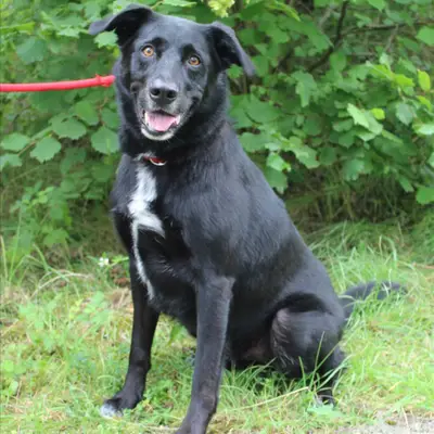 Barınaktan Border Collie Sahiplenmek: Deneyim ve İpuçları