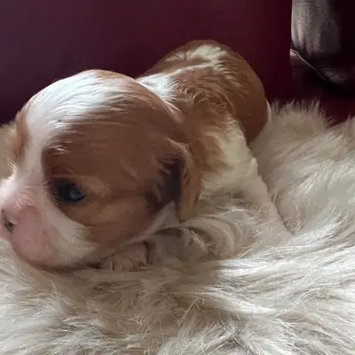 Bella