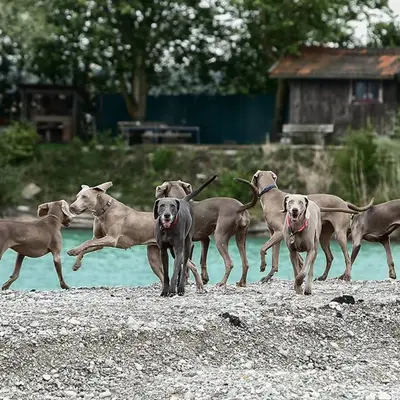 Weimaraner vom Mindelschloss cover