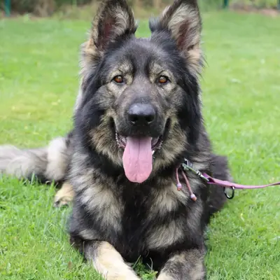 Hundezucht of Mystery Grey – Staroněmecký ovčák Züchter, Steiermark
