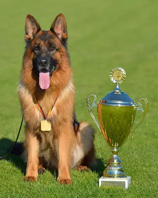 Deutsche Schäferhundezucht "von der Piste Trophe" cover