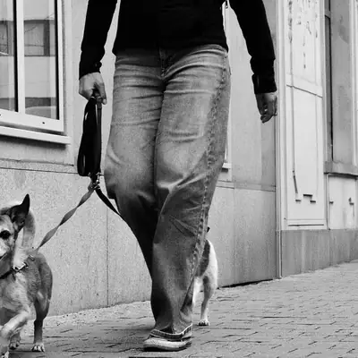 Dog License Germany: Bremen Rules & Costs 2026