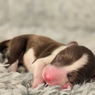 Koda