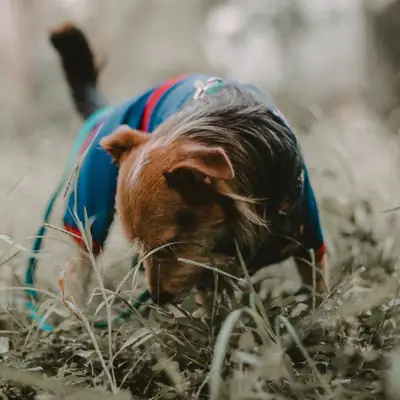 Bernedoodle povaha, chov a fakta o plemeni