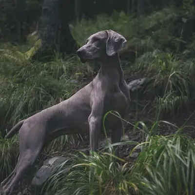 Weimaraner kaufen: Kosten, Züchter & Tipps [2026]
