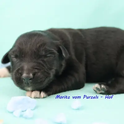 Moritz