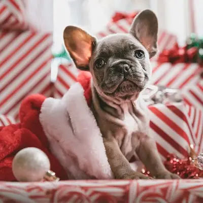 Pourquoi un chiot n'est pas une bonne idée comme cadeau - et quand cela peut être approprié