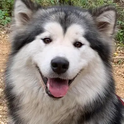 Berner Sennenhunde vom Geildorfer Bach – Alaskan Malamute Züchter, Rheinland Pfalz