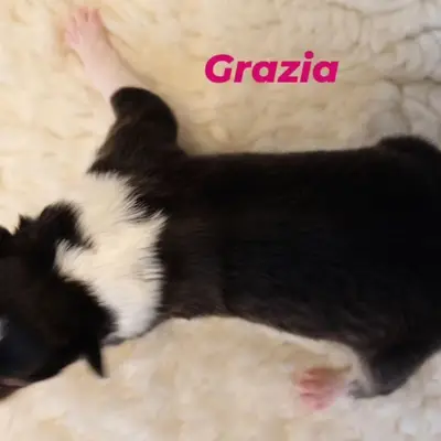 Grazia von der Brettachwiese