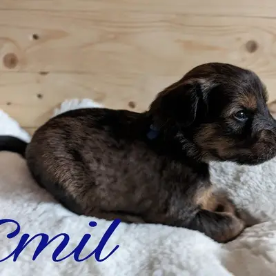 Emil