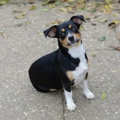 Elli
