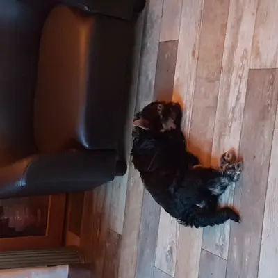 Allevatori Yorkshire Terrier: come trovare i migliori [2026]