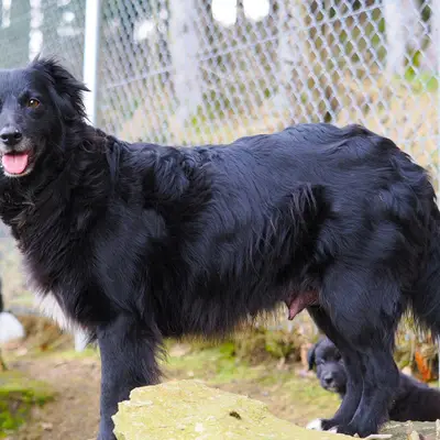 Robert Muttenhammer  – Australian Shepherd Züchter, Bayern